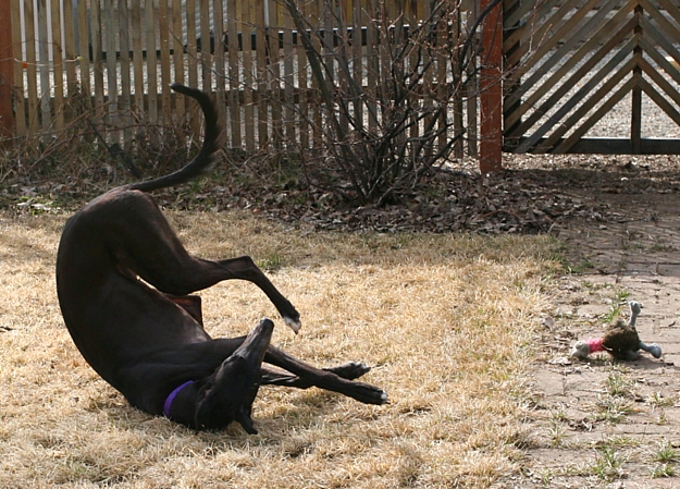 Rolling Around