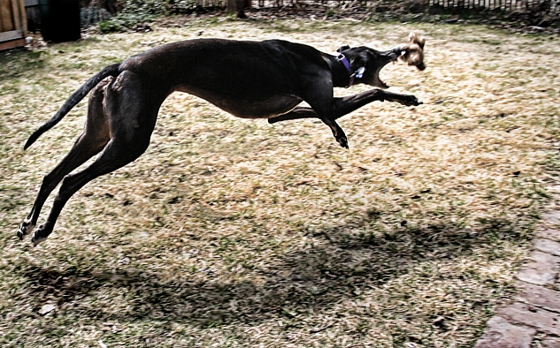 Kona Playing with her Rabbit