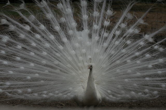 origianl white bird