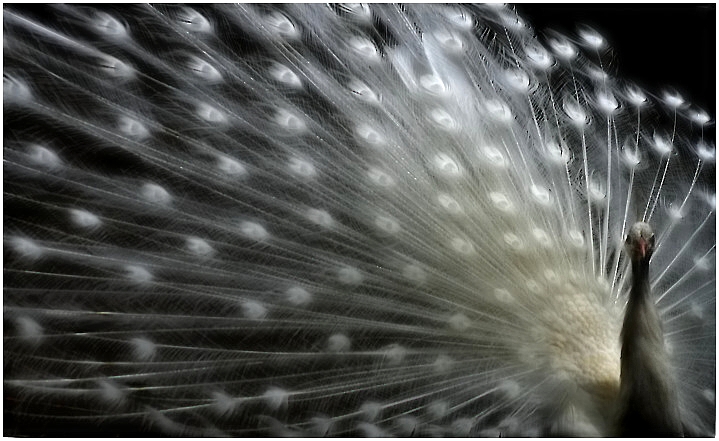 White Bird 3