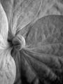 flower.jpg