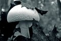 Fall Mushroom on the Trail