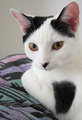 Princess Smudge