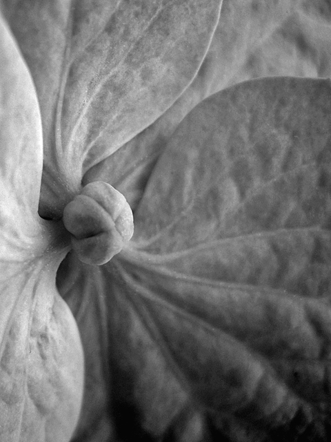 flower.jpg