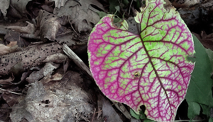 Colour on the Trail