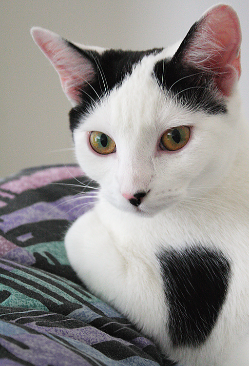 Princess Smudge