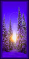 "Sun thru Trees 2"