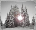"Sun thru Trees "