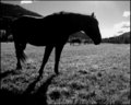"Equine Think"