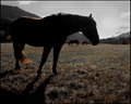 "Equine Think" 2