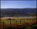 "Foggy morning on the farm"