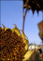 "Getting the Sun into the Flower"