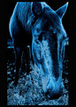 "Equine Blues"