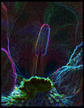 "Inside the Neon Iris"