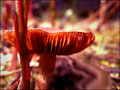 "Tiny Shroom"