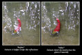"Sockeye Retouch"