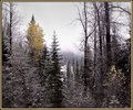 "Forest Mix"