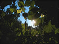 "Hiding in the Grapevine"