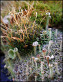 "Bokeh of Fungi"