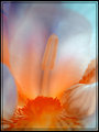 "Pastel Summer Bloom"
