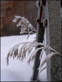 "Winter Weeds"