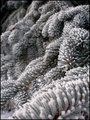 "Blue Spruce"