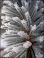 "Needles" 1