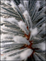 "Needles" 2