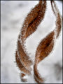 "Willow in Winter"
