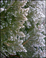 "Frosty Cedar Boughs"