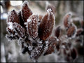 "Not time for lilacs yet..."