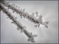 "Frost Bite"