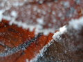 "Bokeh of Leaves" - Background Focus
