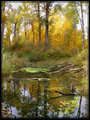 "Reflecting Pool"