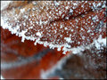 "Bokeh of Leaves" - Foreground Focus