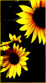 "Sunflowers" 2
