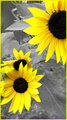 "Sunflowers" 1
