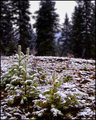 "When Pine was Green..."