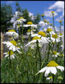 "Daysies for the Day"