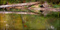 "Spawning Pool"