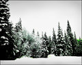 "Winter Green"