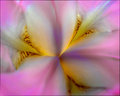 "Pink""