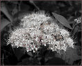 "Antique Blossoms" Blk/Wht