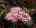 "Antique Pink"