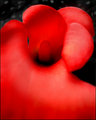"Red Calla"