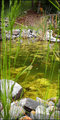 "Fish Pond"