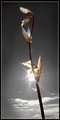 "Incandescant Bloom" (color selection)