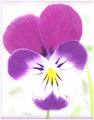 Pansy Bright 3