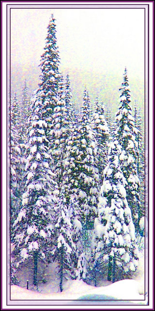 "Christmas Forest"
