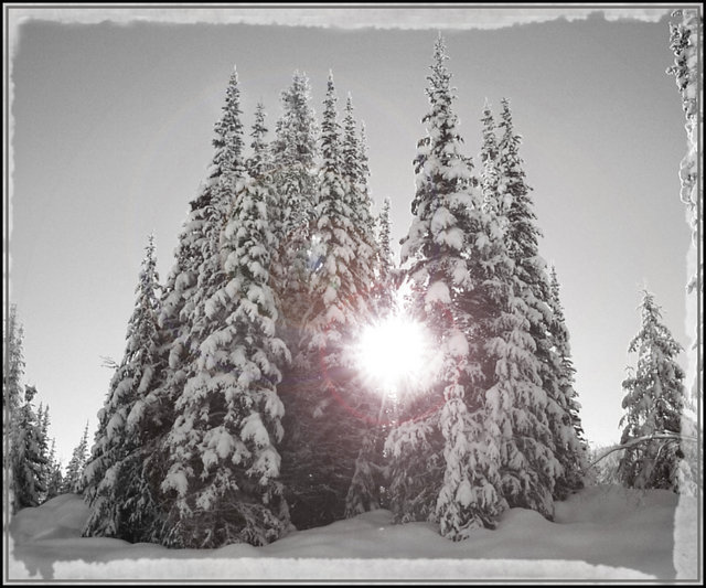 "Sun thru Trees "